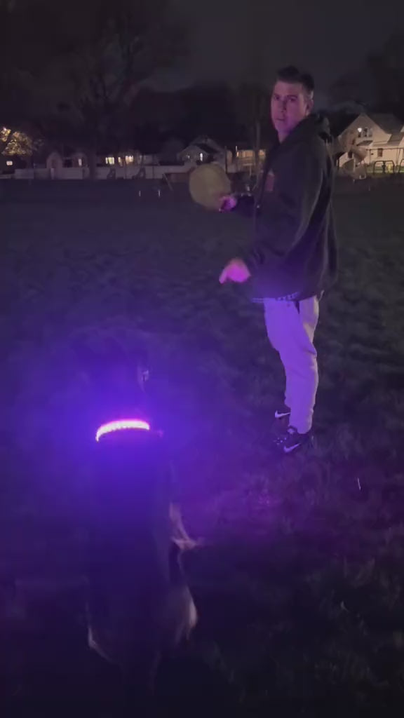 LED Safety Dog Collar – Adjustable Light-Up Collar for Night Walking